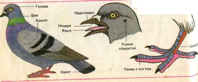 текст при наведении