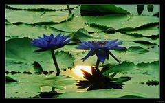синий и другие виды лотосов для выращивания в пруду