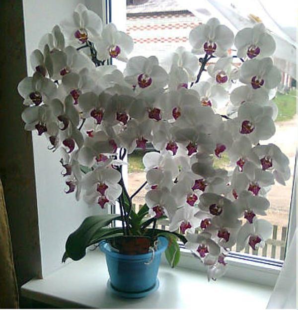 Орхидея для счастья в доме