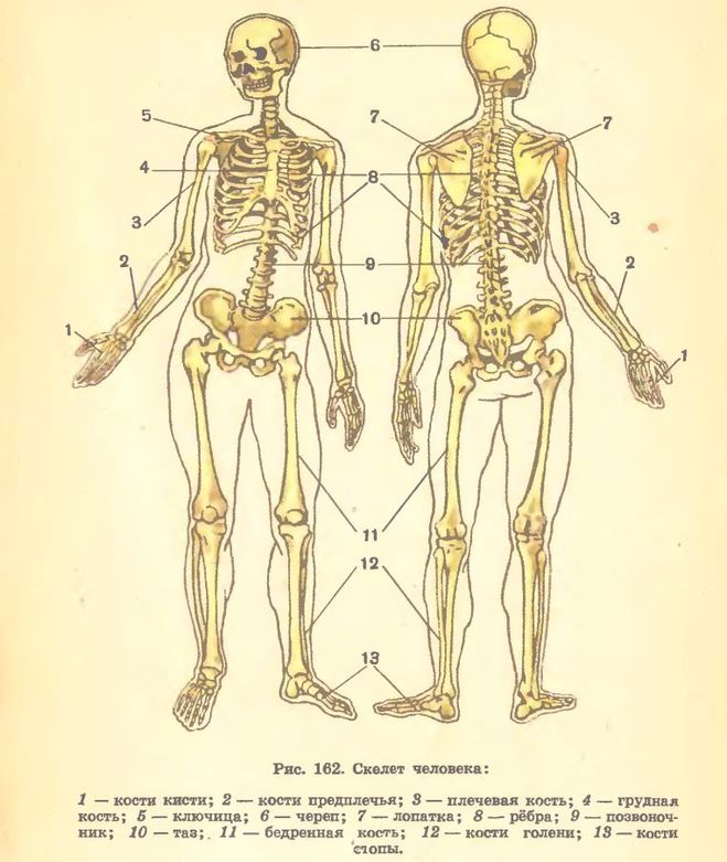 Проверочная скелет человека 8 класс