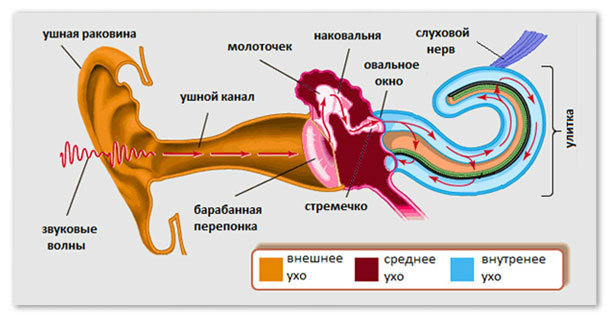 Как работает ухо у человека ,способы улучшить слух