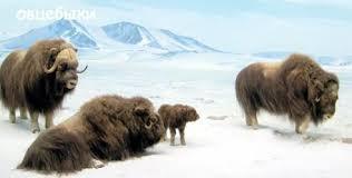 4 класс сообщение о животном арктичекой пустыни