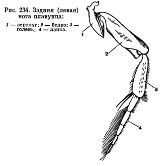 Как называются конечности у насекомых. картинка Как называются конечности у насекомых. Как называются конечности у насекомых фото. Как называются конечности у насекомых видео. Как называются конечности у насекомых смотреть картинку онлайн. смотреть картинку Как называются конечности у насекомых.