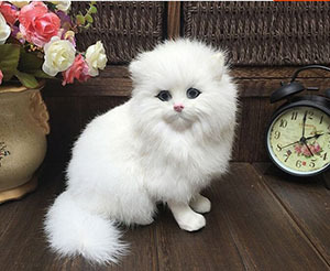маленький белый котенок