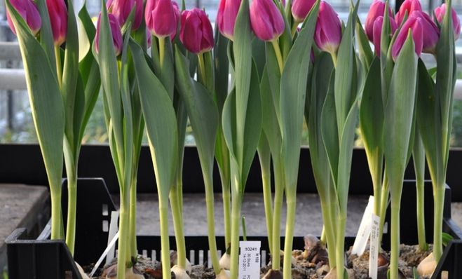 Выращивание тюльпанов на подоконнике