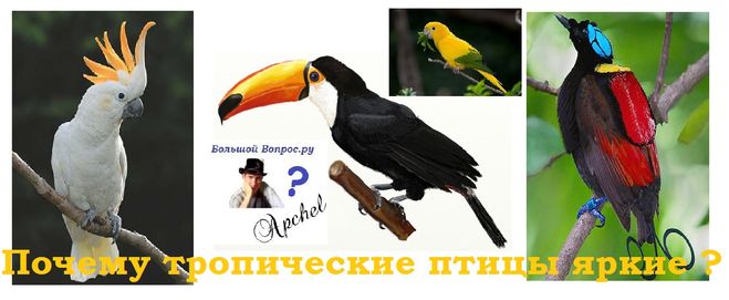 тропические птицы, окраска тропических птиц