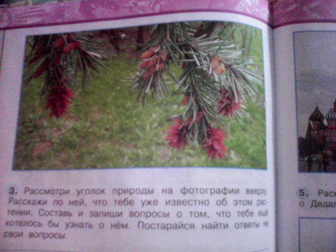 Рассмотрите 3 фотографии. Рассмотрите уголок природы на фотографии. Рассмотри угол природы. Рассмотри уголок природы. Рассмотрите уголок природы на фотографии вверху.