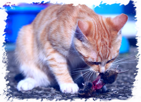 Кот ест мышь