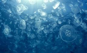 рой медуз фото, интересные факты о медузах