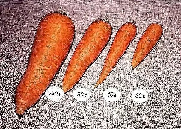 сколько весит морковь