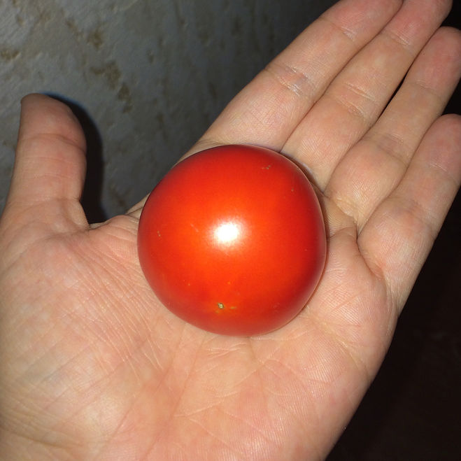 помидоры на балконе белый налив