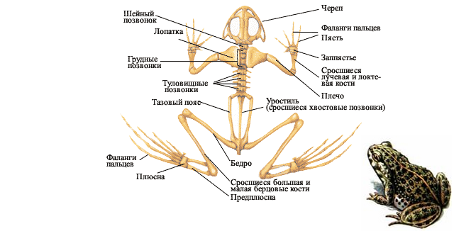 Сколько позвонков у земноводных