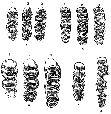 Коренные зубы верхней челюсти различных представителей семейства мышиных