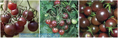 Томат "Шоколадный черри" (Chocolate cherry) выращивание