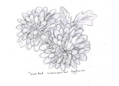 как нарисовать хризантему