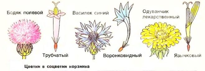Трубчатый тип цветка