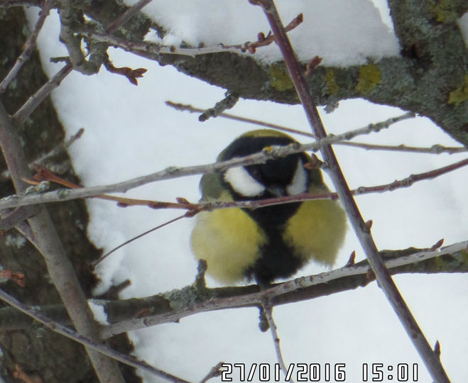 Какую крупу едят птицы из кормушки зимой - Как лучше всего использовать