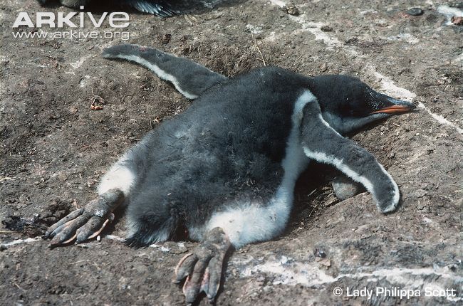 текст при наведении - Gentoo penguin (Pygoscelis papua)