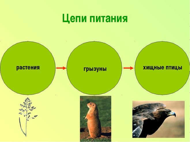 Картинка степь 4 класс окружающий мир