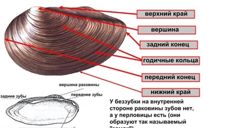 текст при наведении