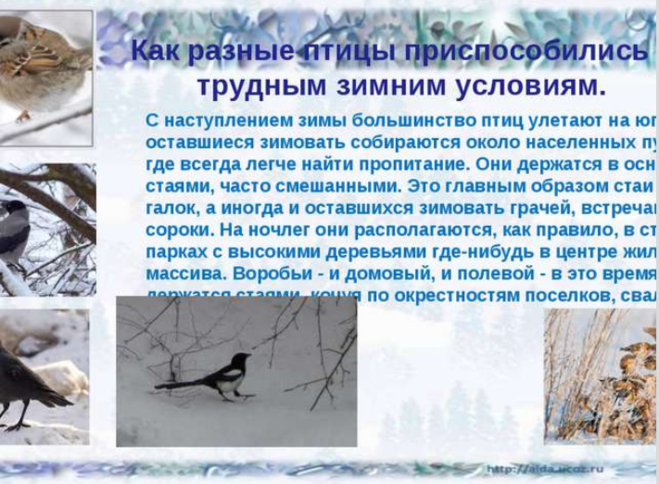 Зимняя жизнь птиц и зверей 2 класс. Как птицы приспосабливаются к зиме. Приспособления птиц к зиме. Поведение зимующих птиц зимой.