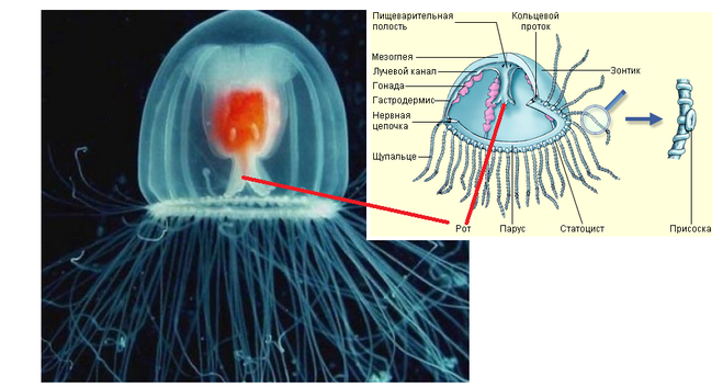 Подпишите обозначенные на рисунке части тела полипа и медузы
