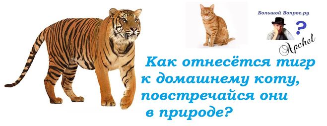 тигр и домашний кот, инстинкты