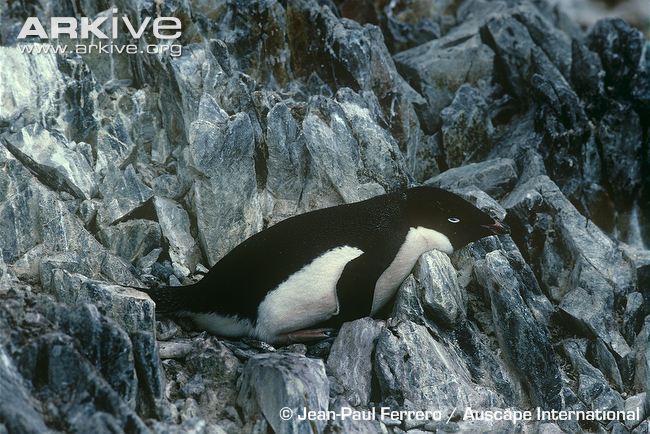 текст при наведении - Adélie penguin (Pygoscelis adeliae)