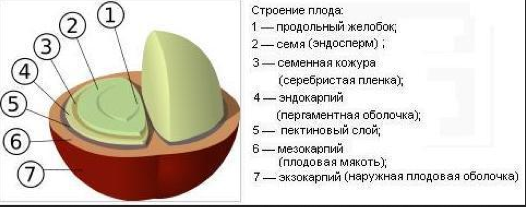 текст при наведении