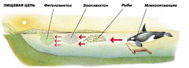 Схема цепи питания южного берега крыма