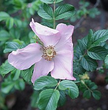 Rosa 'Frau Dagmar Hartopp'