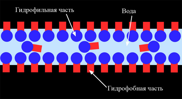 схема образования пузыря