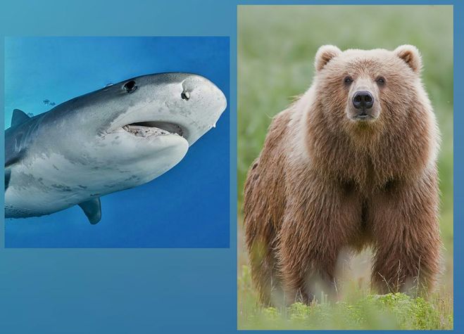 опрос акула vs медведь