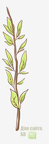 Пророщенный росток вырос во взрослое растение: как верно писать корни слов?