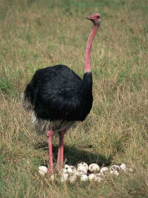 страусы высиживают яйца