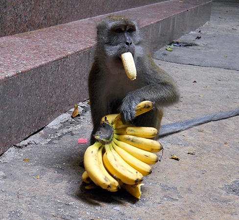 Обезьяна с бананами.