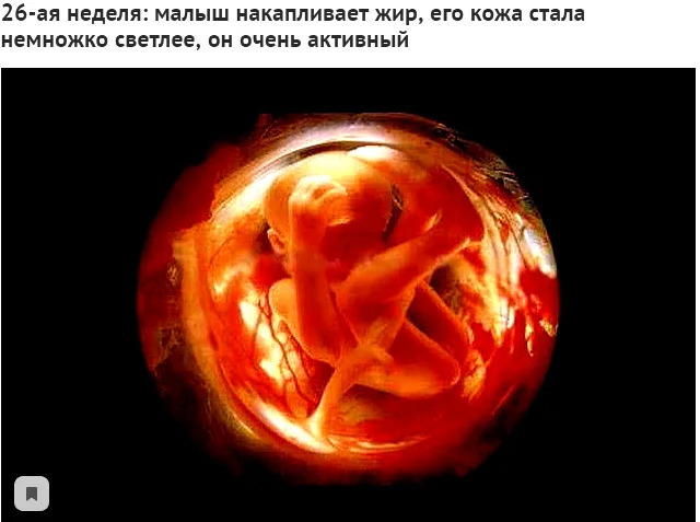 26-я неделя развития эмбриона