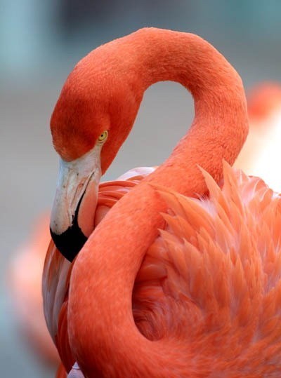 птица фламинго фото
