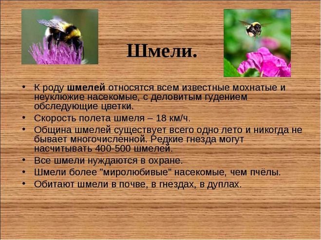 сообщение о шмелях