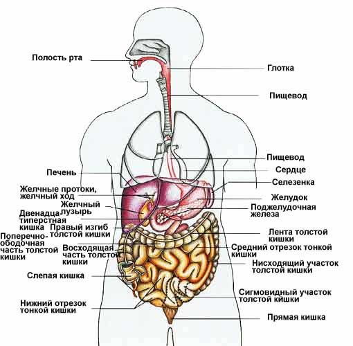 текст при наведении