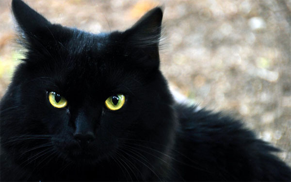 Кошка; Чёрная кошка; Сон; Явь; Приметы; Значение сна