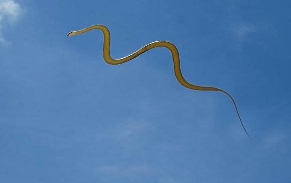 Правда ли, что некоторые змеи умеют летать?