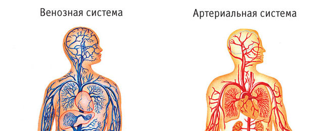 артериальная и венозная система