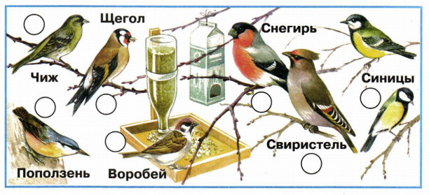 нарисуй кормушку в которой ты подкармливаешь птиц можно наклеить фотографию