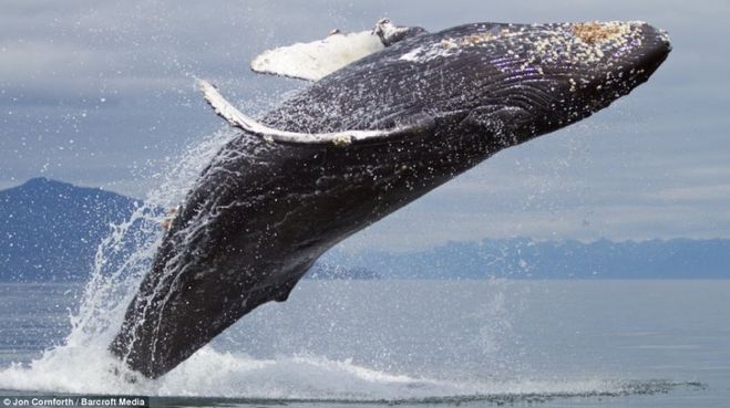 полосатый (горбатый кит)