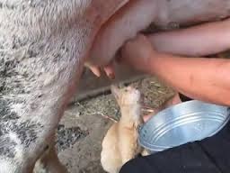 кот смотрит как женщина доит корову