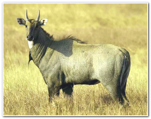 Нильгау — азиатская антилопа