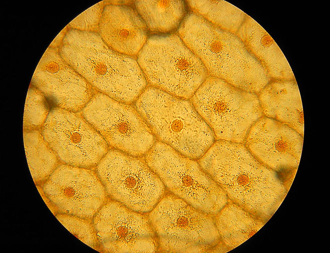 клетки под микроскопом.