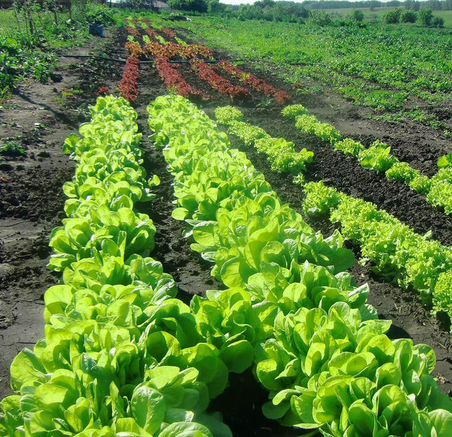 Как вырастить листовой салат в плохое лето
