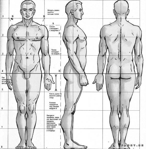 мужское тело, пропорции